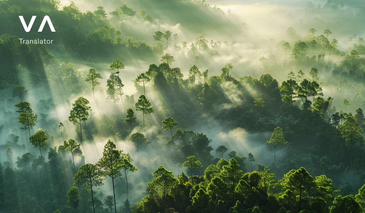 Bosque verde exuberante con niebla y luz solar.