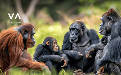 ¿Cómo se comunican los gorilas y otros primates? Explicamos el lenguaje de los simios